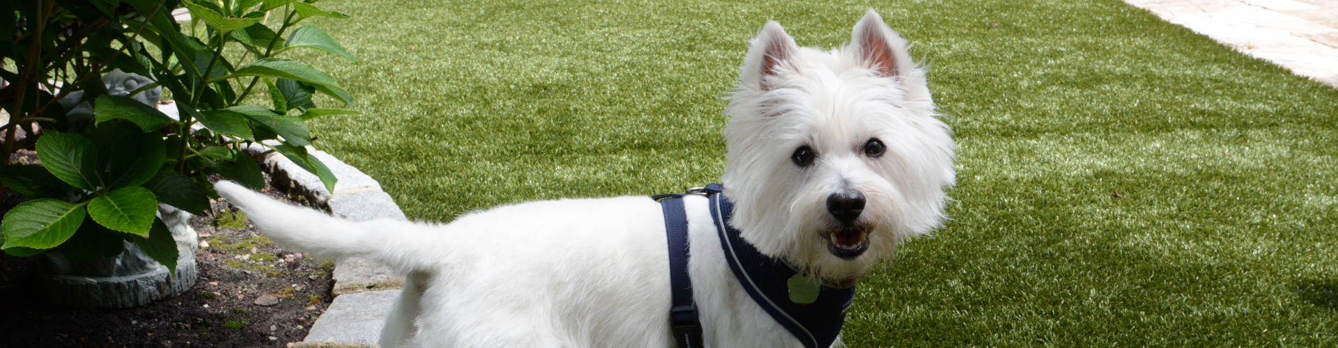 Naperville Pet Turf Maintenance