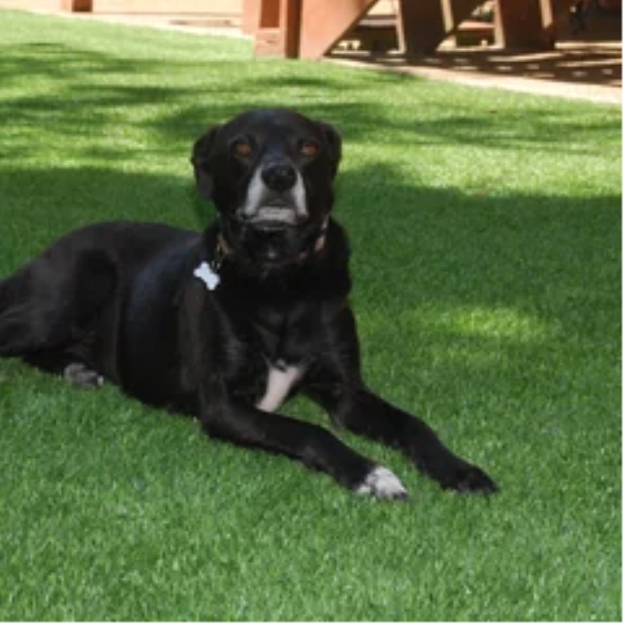 Black dog resting on a pet-friendly Naperville artificial turf backyard lawn