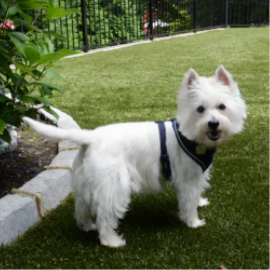 Pet Turf for Apartment Communities and Dog Parks in Naperville