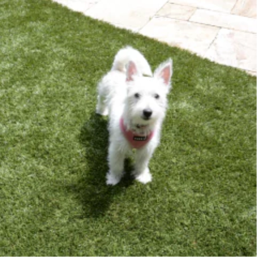 Choosing the Best Turf for Your Dog