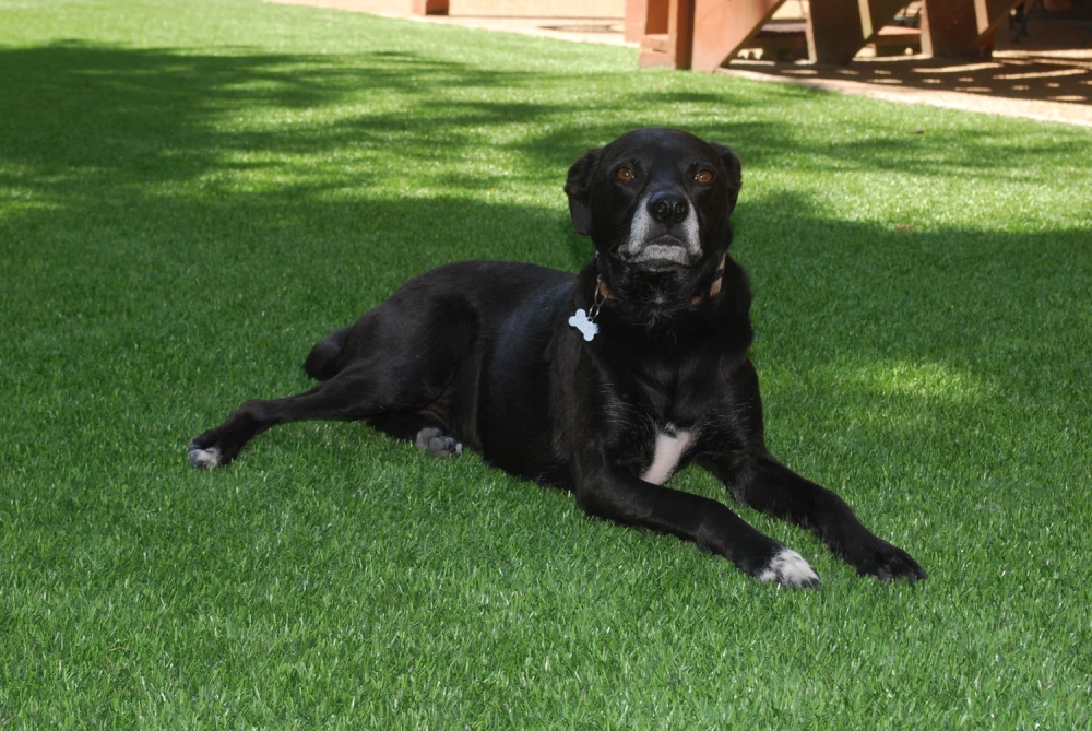 Black dog resting on a pet-friendly Naperville artificial turf backyard lawn